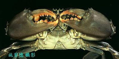 Сцилла пильчатая (​ Scylla serrata )