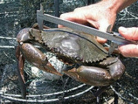 Сцилла пильчатая (​ Scylla serrata )