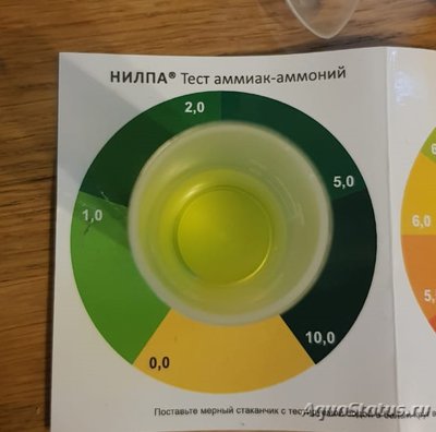 Определение и диагностика болезней у аквариумных рыб
