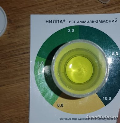 Определение и диагностика болезней у аквариумных рыб