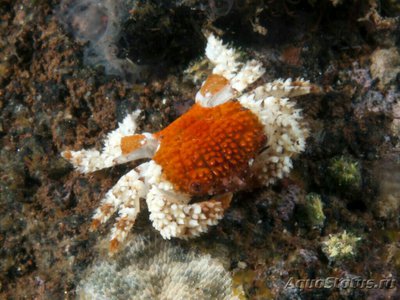 Краб колючий круглый ( Actaea grimaldii​ )