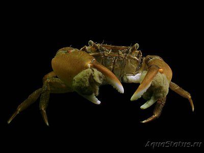 Краб​ азиатский пляж­­ный ( Hemigrapsus ta­kanoi )