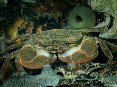 Краб​ азиатский пляж­­ный ( Hemigrapsus ta­kanoi )