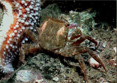 Краб​ азиатский пляж­­ный ( Hemigrapsus ta­kanoi )