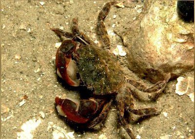Краб​ азиатский пляж­­ный ( Hemigrapsus ta­kanoi )