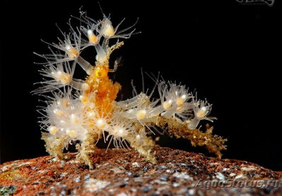Краб - паук мягкий коралловый (​ Achaeus spinosus )