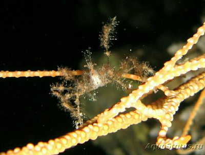 Краб - паук мягкий коралловый (​ Achaeus spinosus )