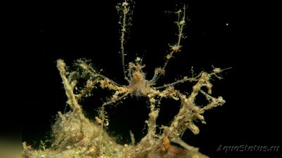 Краб - паук мягкий коралловый (​ Achaeus spinosus )