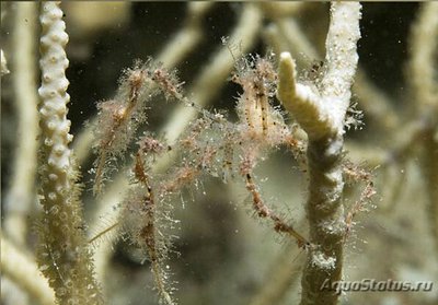 Краб - паук мягкий коралловый (​ Achaeus spinosus )