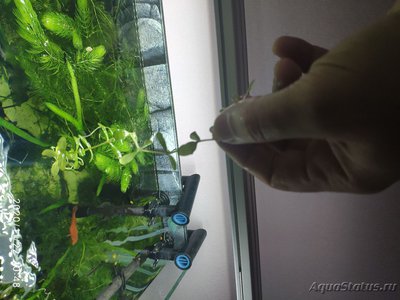 Опознание аквариумных растений