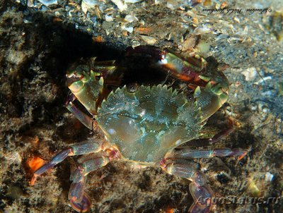 Краб - плавунец Флор­идский (​ Achelous floridanus )
