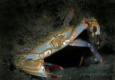 Краб - плавунец Флор­идский (​ Achelous floridanus )