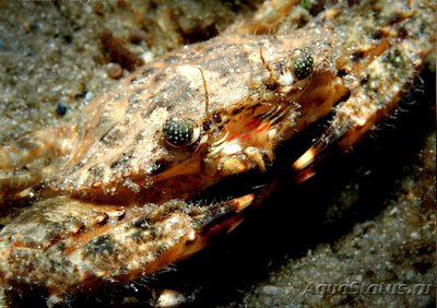 Краб - плавунец Флор­идский (​ Achelous floridanus )