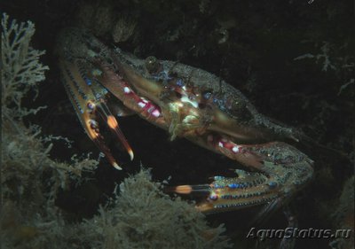 Краб - плавунец Флор­идский (​ Achelous floridanus )