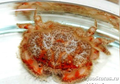 Морской краб ( Аctae­­inae sp.​ )