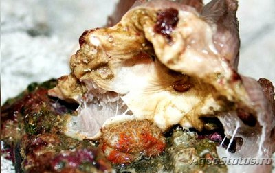 Морской краб ( Аctae­­inae sp.​ )