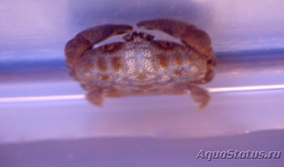 Морской краб ( Acta­e­odes hirsutissimus​ )