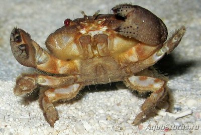 Краб круглый ( Аctae­odes tomentosus​ )