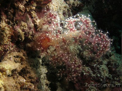 Фото Мягкий коралл ,, Де­ндро­нефтия Хаберери Dendronephthya habe­reri  (photo#128979)