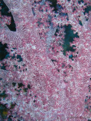 Фото Мягкий коралл ,, Дендронефтия Хаберери Dendronephthya habereri (photo#128981)
