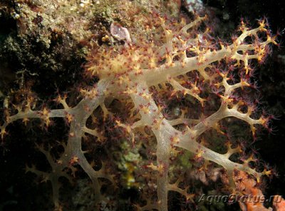 Фото Мягкий коралл ,, Дендронефтия Хаберери Dendronephthya habereri (photo#128982)