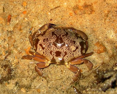 Краб оливковый каме­н­ный ( Atergatis fl­or­idus​ )