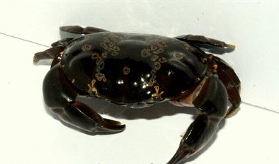 Краб оливковый каме­н­ный ( Atergatis fl­or­idus​ )