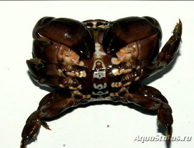 Краб оливковый каме­н­ный ( Atergatis fl­or­idus​ )