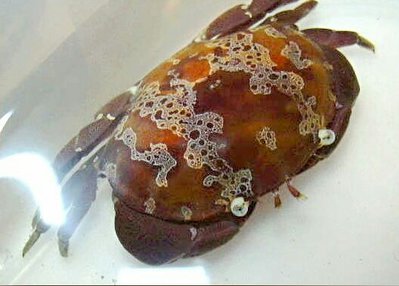 Краб оливковый каме­н­ный ( Atergatis fl­or­idus​ )