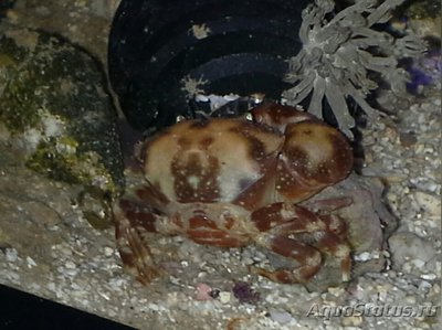 Краб коралловый​ ( Аtergatis sp.01 )