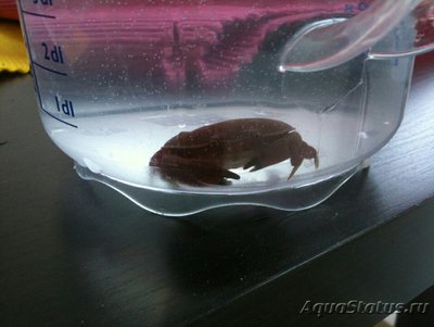 Краб коралловый​ ( Аtergatis sp.01 )