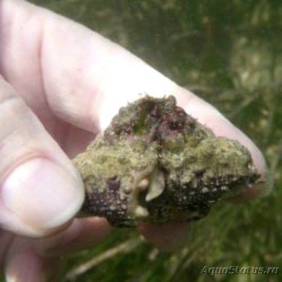 ​ Краб гладкий лобк­о­вый​ ( Calappa hep­a­tica )