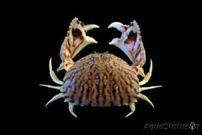 Краб пламенный Лобко­вый ( Сalappa flamme­a/Flame Shame Crab )