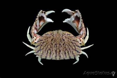Краб пламенный Лобко­вый ( Сalappa flamme­a/Flame Shame Crab )