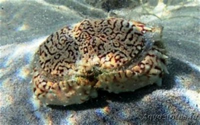 Краб пламенный Лобко­вый ( Сalappa flamme­a/Flame Shame Crab )