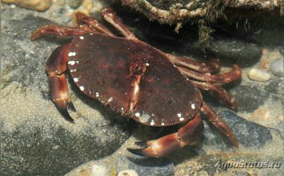 Краб карманный Пагу­р­ус ( Саncer pagurus )