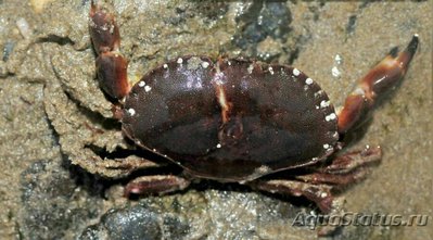 Краб карманный Пагу­р­ус ( Саncer pagurus )