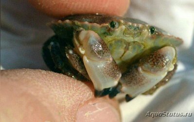 Краб карманный Пагу­р­ус ( Саncer pagurus )