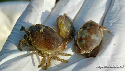 Краб карманный Пагу­р­ус ( Саncer pagurus )