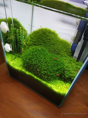 AquaEl Shrimp Set Smart - дом для Рэдфайеров 20 литров (Doctor_Zig)