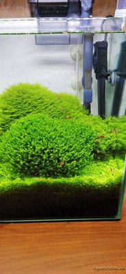 AquaEl Shrimp Set Smart - дом для Рэдфайеров 20 литров (Doctor_Zig)