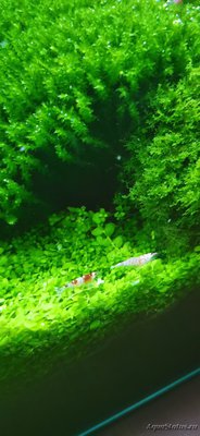 AquaEl Shrimp Set Smart - дом для Рэдфайеров 20 литров (Doctor_Zig)