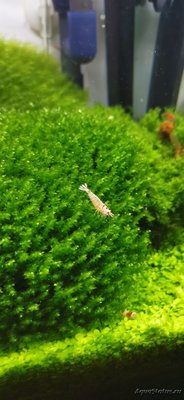 AquaEl Shrimp Set Smart - дом для Рэдфайеров 20 литров (Doctor_Zig)