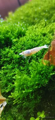 AquaEl Shrimp Set Smart - дом для Рэдфайеров 20 литров (Doctor_Zig)