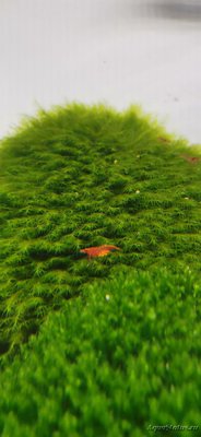 AquaEl Shrimp Set Smart - дом для Рэдфайеров 20 литров (Doctor_Zig)