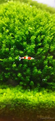 AquaEl Shrimp Set Smart - дом для Рэдфайеров 20 литров (Doctor_Zig)