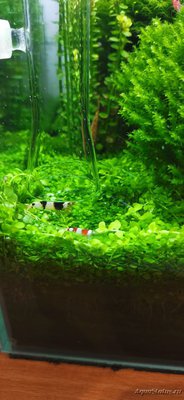 AquaEl Shrimp Set Smart - дом для Рэдфайеров 20 литров (Doctor_Zig)