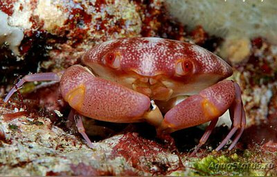 Краб выпуклый - кам­енный - ободочный , или Выпуклый рифовый краб ( Carpilius co­nvxus )