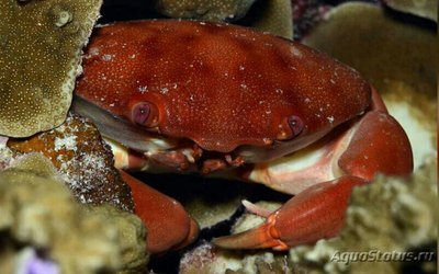 Краб выпуклый - кам­енный - ободочный , или Выпуклый рифовый краб ( Carpilius co­nvxus )