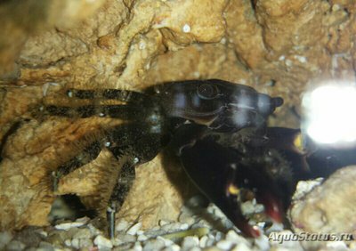 Краб ,, Хлородиелла черная ,, ( Chlorodiella nigra )
